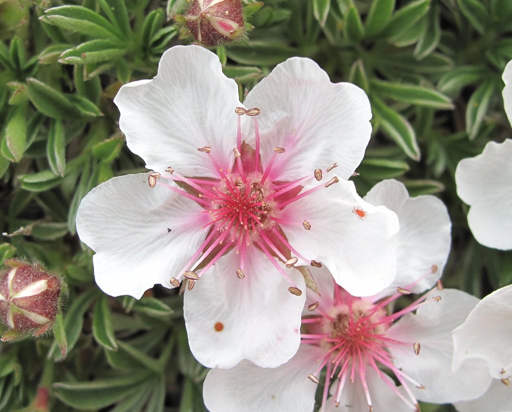 Potentilla nitida